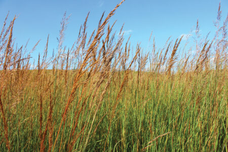Pasture Management: Healthy and Productive Grasslands Image